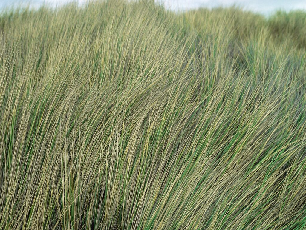 ALEXANDRA HEDISON - ARTWORKS